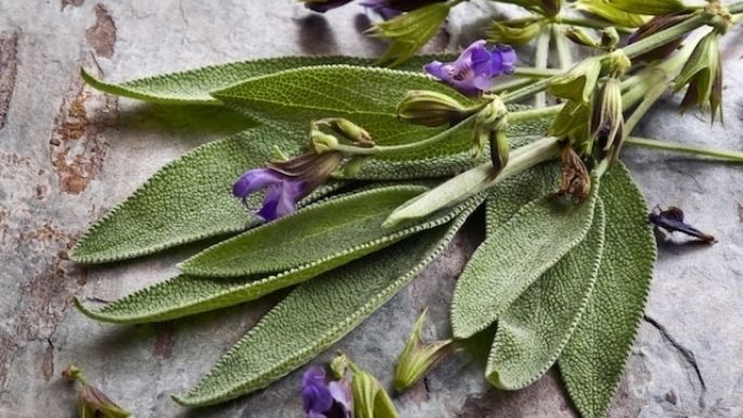 Atributos de la salvia: Conoce las propiedades medicinales de una de las plantas más antiguas