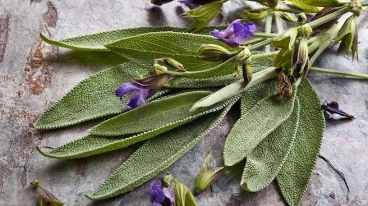 Atributos de la salvia: Conoce las propiedades medicinales de una de las plantas más antiguas