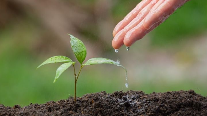 Cuida el lugar en donde vives: Así es como puedes ayudar a preservar el medio ambiente