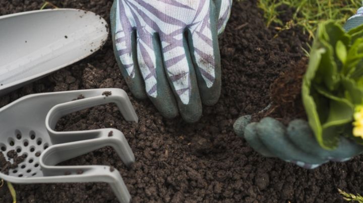 ¿Plantas en casa? Aprende más sobre la composta y cómo hacer la tuya desde casa