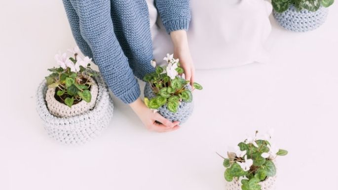 ¿Quieres dormir mejor? Estas son algunas plantas que te pueden ayudar a mejorar tu descanso