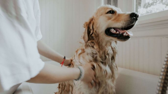 ¡No te rindas! Aplica estos tips a la hora de bañar a tus mascotas y deja de complicarte