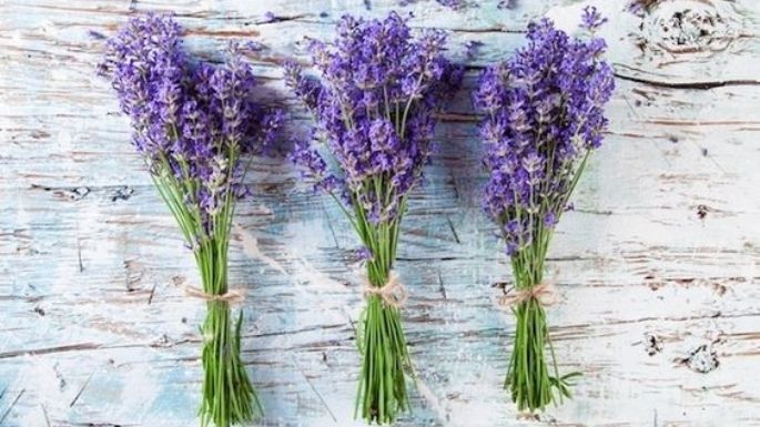 ¿Te gusta la lavanda? Aprende a cultivarla en casa con estas recomendaciones