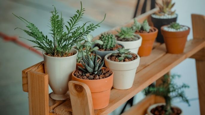 ¡Conócelas! Estas son algunas de las plantas que no debes tener al interior de la casa