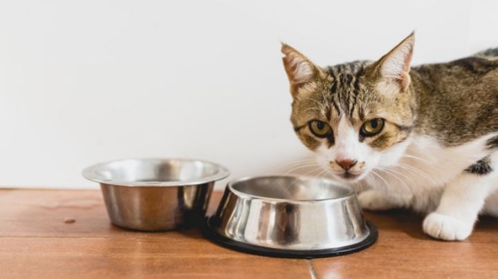 Descubre la forma en la que debes alimentar a tu gato para que este sano y feliz