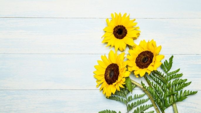 Las flores de girasol podrían ser un potente analgésico; descubre los detalles