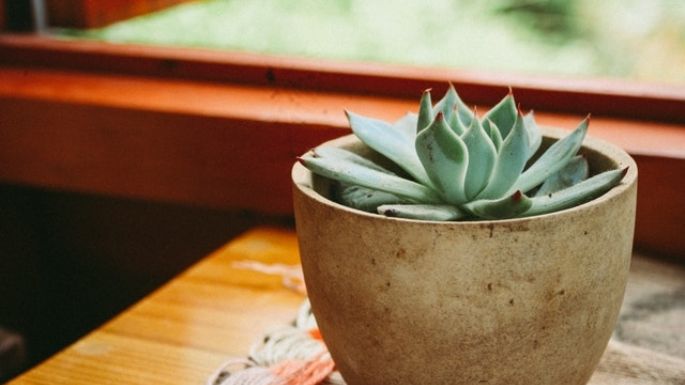 ¡Renueva la decoración de tu casa! Usa estas ideas para arreglar tu sala con plantas