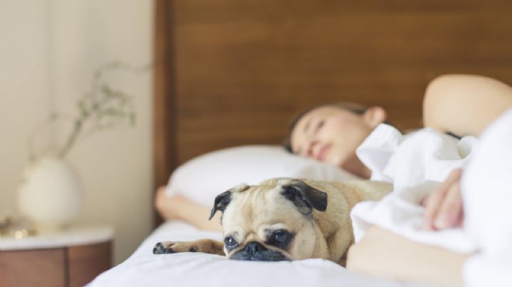 ¡Una compañía única! Descubre cómo puedes practicar el mindfulness con tu mascota