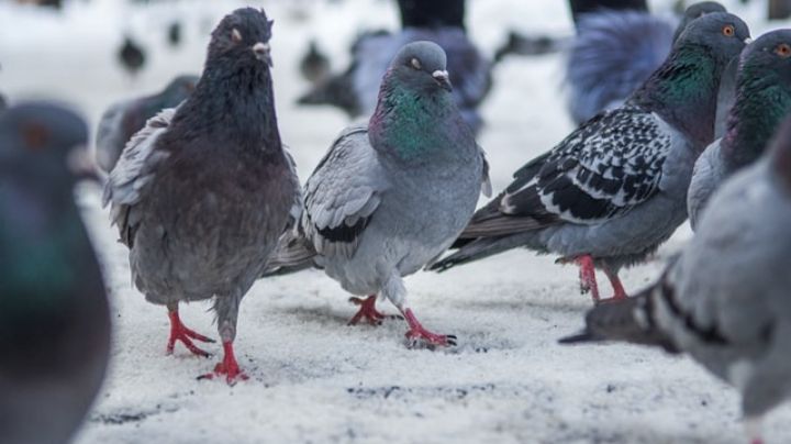 Colombofobia: Conoce de que trata este pánico hacia las palomas de la que poco se habla