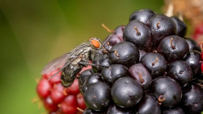 Elimina para siempre las moscas de fruta en tus alimentos con estos trucos