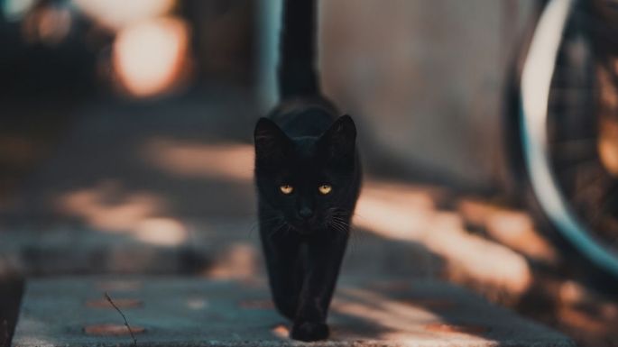 No soportan ver un gato negro: Conoce cuáles son los signos zodiacales más supersticiosos