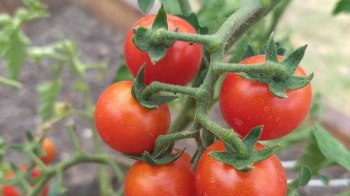 ¡Fuera de lo común! Así es como puedes hacer una salsa de tomate cherry dulce