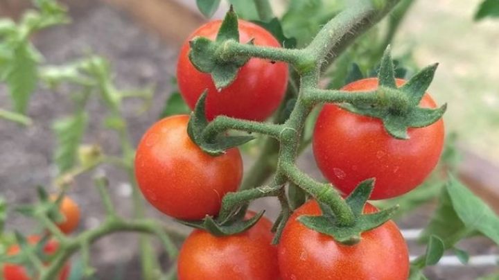 ¡Fuera de lo común! Así es como puedes hacer una salsa de tomate cherry dulce