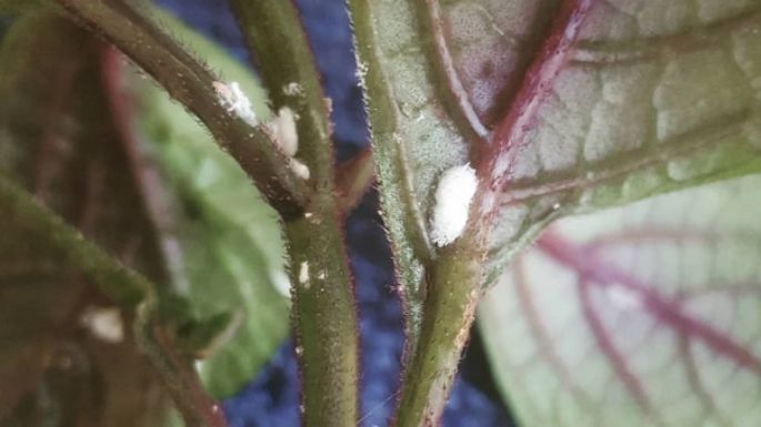 Esto es lo que debes hacer si la plaga cochinilla algodonosa ataca tus plantas