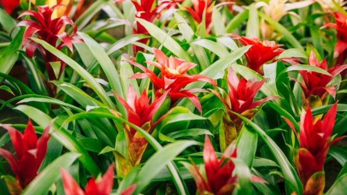 Conoce las flores que debes tener en casa para el Año Nuevo Chino