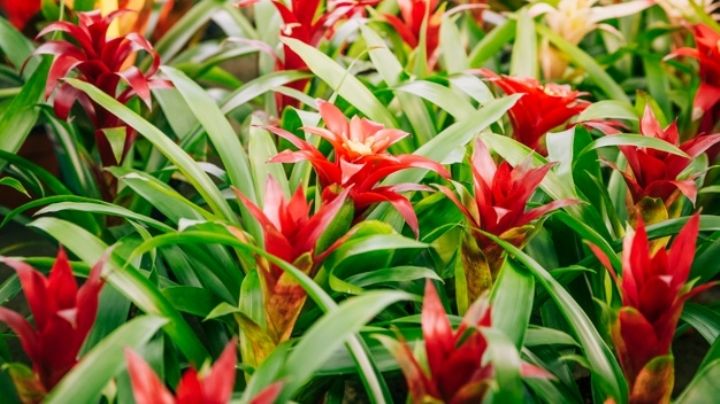 Conoce las flores que debes tener en casa para el Año Nuevo Chino