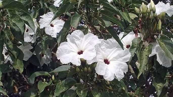 Conoce el palo blanco, la planta medicinal que debes tener en casa