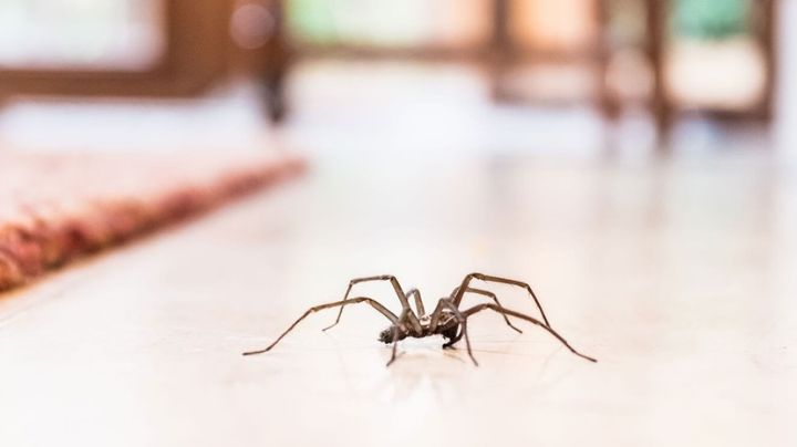 Deja de hacerlo: Este es el motivo por el que no debes matar arañas en tu casa