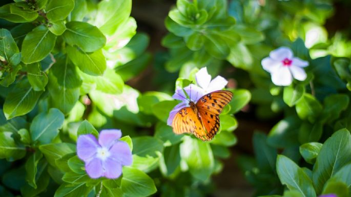 Sigue estos consejos para atraer más mariposas a tu bello jardín