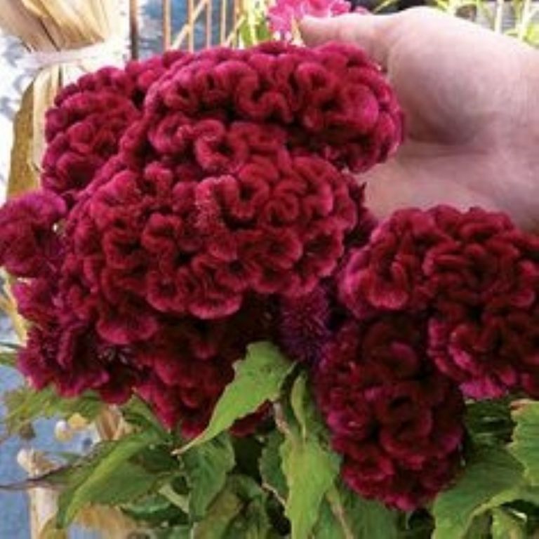 Flores para el altar del Día de muertos