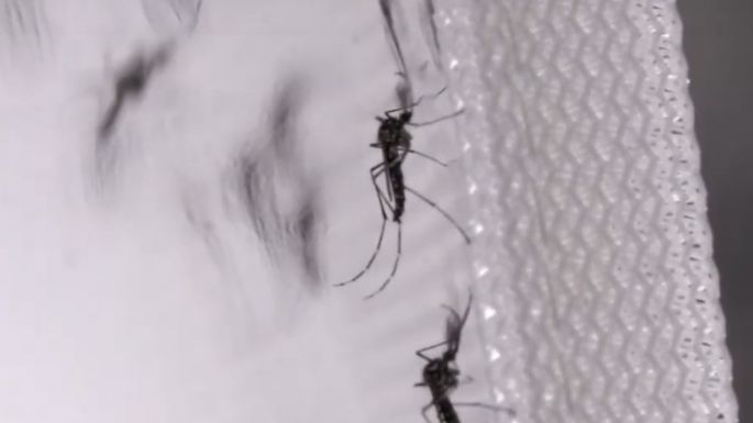 Entérate: ¿Cuál es el color que repele los mosquitos y limita el riesgo de picaduras?