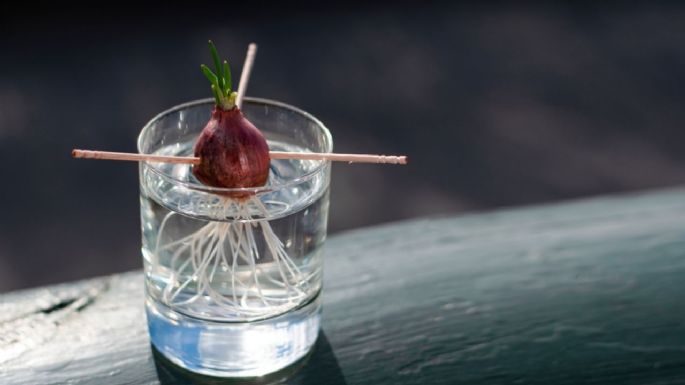 Agua de cebolla: Así se prepara esta solución mágica para hacer crecer el cabello