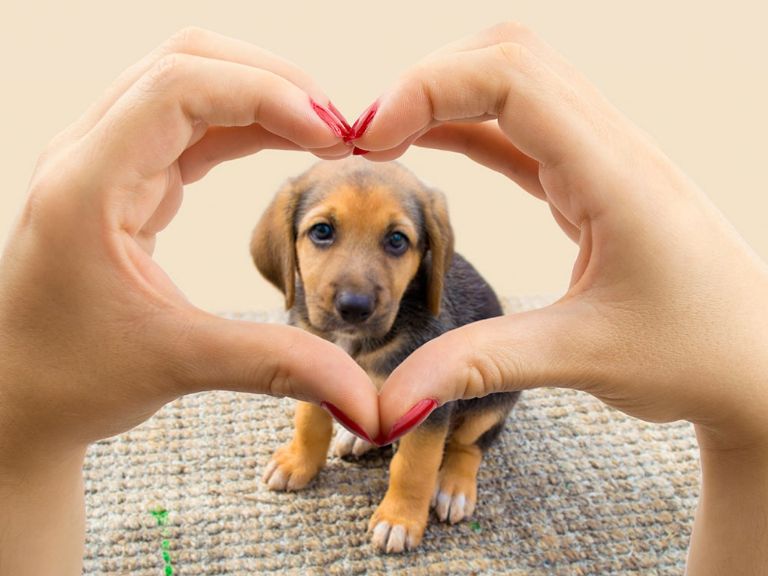 Por qué no tener las cenizas de tu mascota en casa 