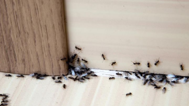 Elimina todas las plagas de casa con ayuda de este potente insecticida casero de ajo