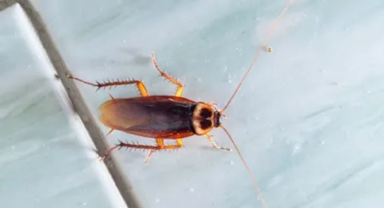 Truco viral de TikTok con lavanda para deshacerte de las terribles cucarachas