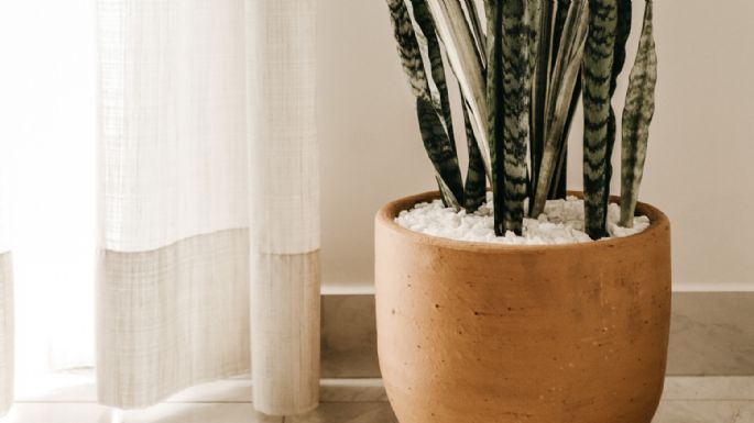 Tener estás  plantas puede causar mala suerte en tu vida, según el Feng Shui