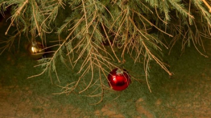 ¿Cómo evitar que un árbol de Navidad pierda sus agujas? Te compartimos el secreto