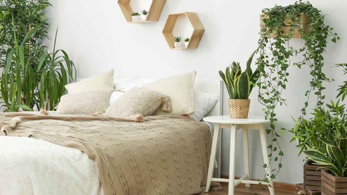 Tener estas 3 plantas en tu habitación te ayudaría a dormir mucho mejor