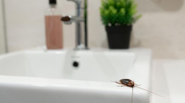 Que no se suban a tu cepillo de dientes: Trampas poderosas para cucarachas en el baño