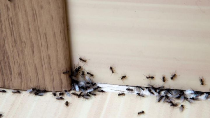 Elimina las hormigas de tu casa de manera efectiva con este truco de canela