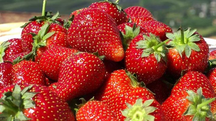 Cultiva fresas en casa: Aquí está la información que tienes que saber