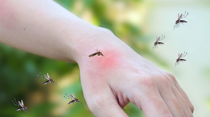 Evita hacerla: Esta acción atrae a muchos mosquitos a tu hogar