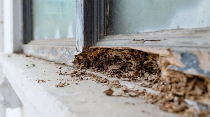 Termitas en casa: 4 útiles consejos para ahuyentarlas de nuestro hogar