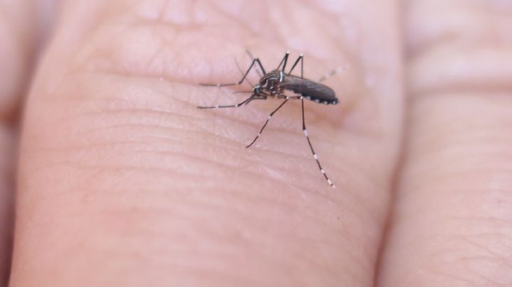Ahuyenta a los mosquitos de tu piel con aceite esencial de geranio