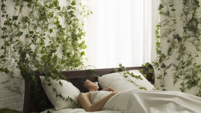 Somníferos naturales: Coloca estas plantas en tu habitación para dormir mejor