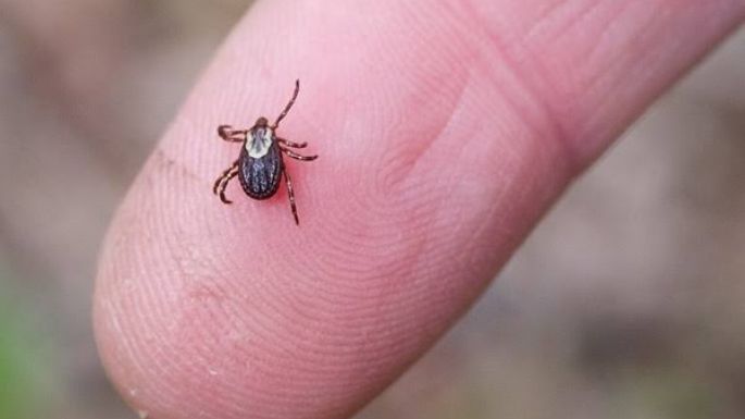 ¿Te mordió una garrapata? Así es como debes actuar para sacar el insecto