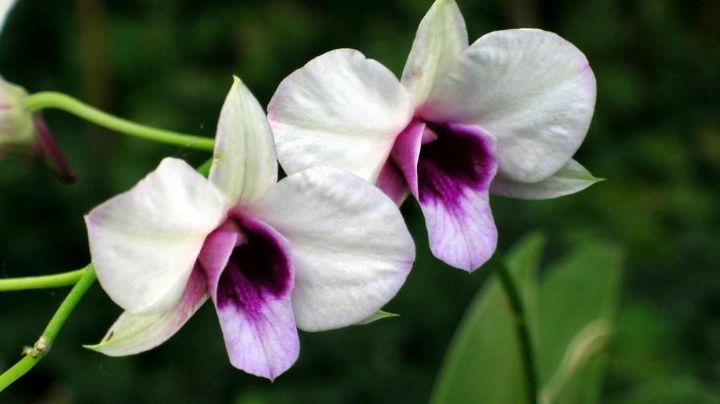 ¿Por qué hay que poner bicarbonato de sodio en las orquídeas? Te explicamos a fondo