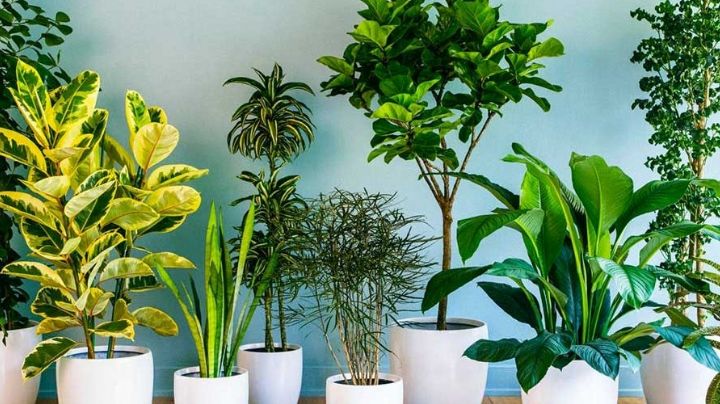 Lista de plantas contra los malos olores persistentes en la casa