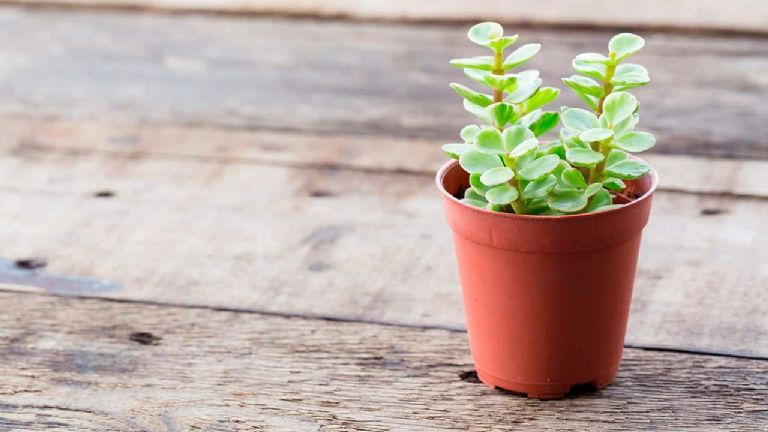 Plantas para atraer el dinero 