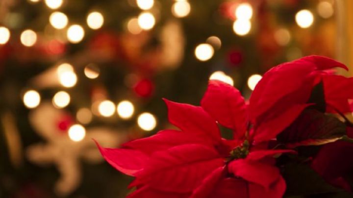 No solo es la nochebuena, estás plantas son perfectas para decorar tu casa en Navidad
