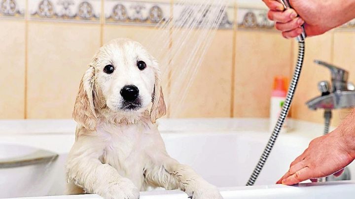 Consejos para mantener a tu perrito muy limpio sin pagar en la estética canina
