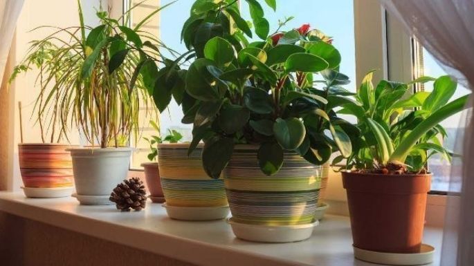 Dale un aire fresco a tu hogar: Plantas de interior de fácil cuidado