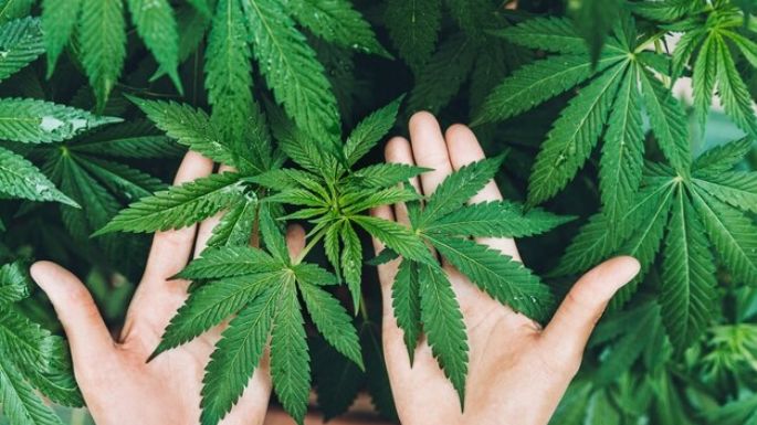 ¡Asombroso! El consumo de marihuana puede prevenir la diabetes en mujeres