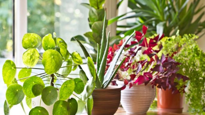 Brinda protección a las plantas de tu jardín con este método de aspirina