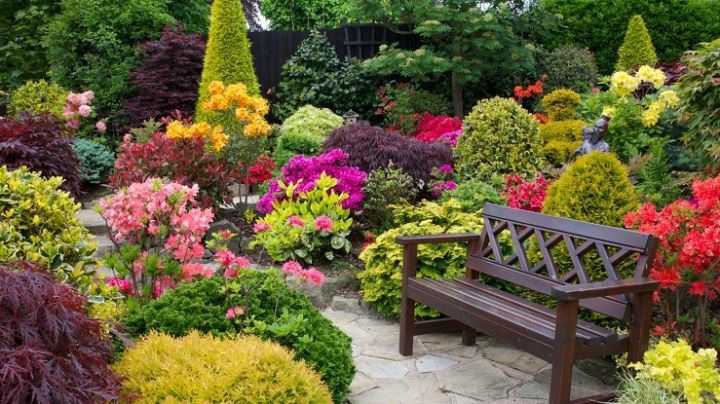 Dale un toque de felicidad a tu hogar con estos arbustos de flores bellísimas