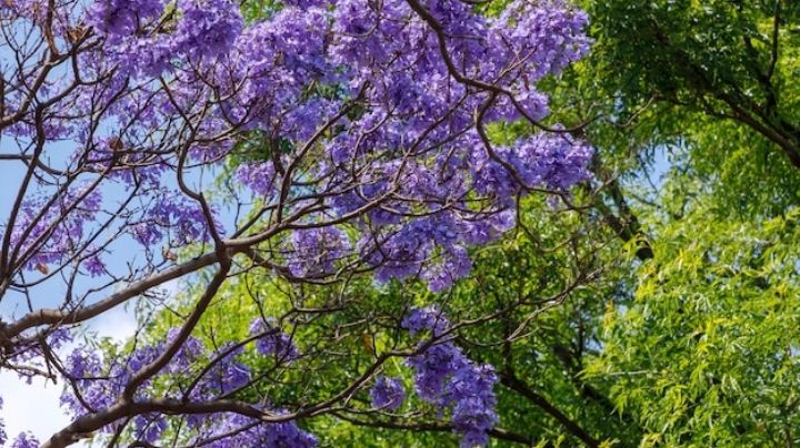 Las copas de los árboles se pintan de morado: Curiosidades de las jacarandas